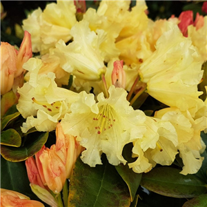 Rhododendron Yakusimanum 'Saffrano'